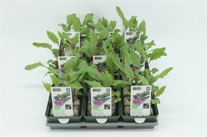 Bild von Kool. Koolrabi Rood